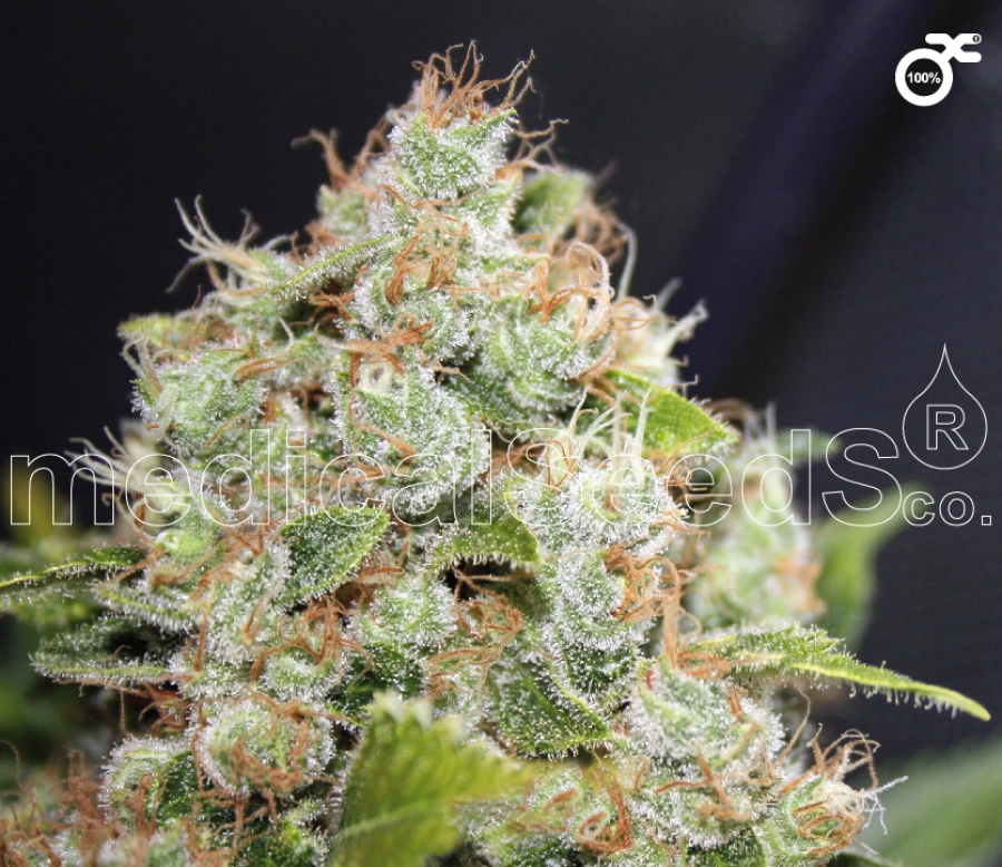 Sour Diesel – Medical Seeds – Feminisiert