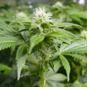 White Widow – Medical Seeds – Feminisiert – Produktansicht 2