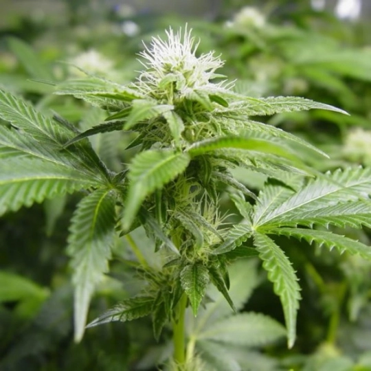 White Widow – Medical Seeds – Feminisiert – Produktansicht 2