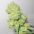 Y Griega CBD Cannabisblüte – gewachsen aus Feminisierte Hanfsamen von Medical Seeds