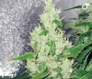Y Griega Cannabisblüte – gewachsen aus Feminisierte Hanfsamen von Medical Seeds