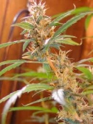 Afghan Haze Cannabisblüte – gewachsen aus Regulaere Hanfsamen von Mr Nice Seedbank