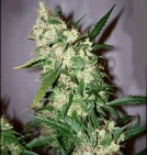 ASH (Afghan Skunk x Afghan Haze) Cannabisblüte – gewachsen aus Regulaere Hanfsamen von Mr Nice Seedbank