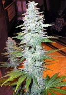 Black Widow Cannabisblüte – gewachsen aus Regulaere Hanfsamen von Mr Nice Seedbank
