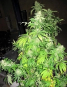 Critical Mass Cannabisblüte – gewachsen aus Regulaere Hanfsamen von Mr Nice Seedbank