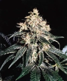Devil Regular Cannabisblüte – gewachsen aus Regulaere Hanfsamen von Mr Nice Seedbank