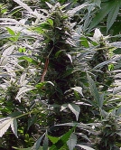 Dreamtime Cannabisblüte – gewachsen aus Regulaere Hanfsamen von Mr Nice Seedbank