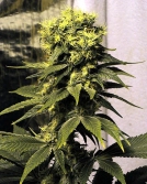 Early Queen Cannabisblüte – gewachsen aus Regulaere Hanfsamen von Mr Nice Seedbank
