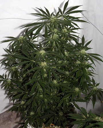 Early Pearl Skunk x Haze Cannabisblüte – gewachsen aus Regulaere Hanfsamen von Mr Nice Seedbank