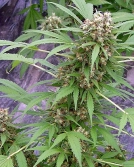 Early Pearl x Skunk Cannabisblüte – gewachsen aus Regulaere Hanfsamen von Mr Nice Seedbank