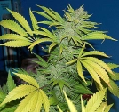 G13 Skunk Cannabisblüte – gewachsen aus Regulaere Hanfsamen von Mr Nice Seedbank