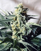 G13 Widow Cannabisblüte – gewachsen aus Regulaere Hanfsamen von Mr Nice Seedbank