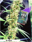 La Nina Cannabisblüte – gewachsen aus Regulaere Hanfsamen von Mr Nice Seedbank