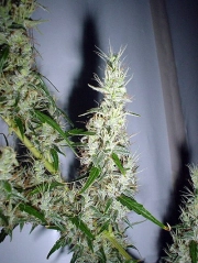 Mango Haze Cannabisblüte – gewachsen aus Regulaere Hanfsamen von Mr Nice Seedbank