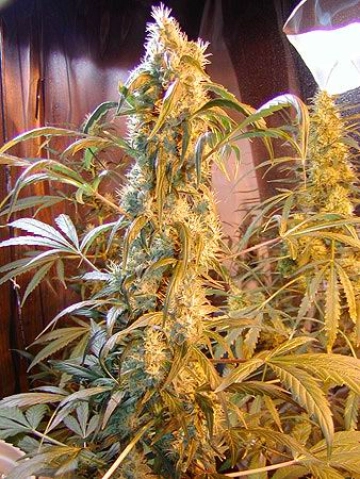 Mango Widow Cannabisblüte – gewachsen aus Regulaere Hanfsamen von Mr Nice Seedbank