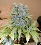 Medicine Man Cannabisblüte – gewachsen aus Regulaere Hanfsamen von Mr Nice Seedbank