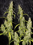 Neville's Haze Cannabisblüte – gewachsen aus Regulaere Hanfsamen von Mr Nice Seedbank