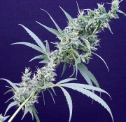 Neville's Haze x Mango Cannabisblüte – gewachsen aus Regulaere Hanfsamen von Mr Nice Seedbank