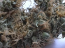 NHS (Northern Lights/Haze x Skunk) Cannabisblüte – gewachsen aus Regulaere Hanfsamen von Mr Nice Seedbank