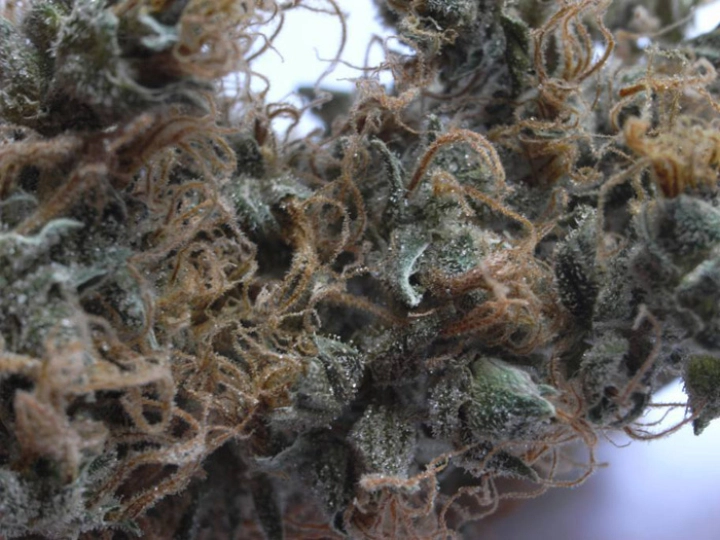 NHS (Northern Lights/Haze x Skunk) – Mr Nice Seedbank – Regulär