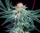 Shark Shock Cannabisblüte – gewachsen aus Regulaere Hanfsamen von Mr Nice Seedbank