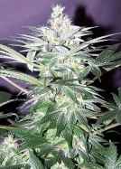 Shit Cannabisblüte – gewachsen aus Regulaere Hanfsamen von Mr Nice Seedbank
