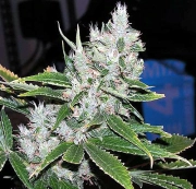 Spice Cannabisblüte – gewachsen aus Regulaere Hanfsamen von Mr Nice Seedbank