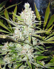 Super Silver Haze Cannabisblüte – gewachsen aus Regulaere Hanfsamen von Mr Nice Seedbank