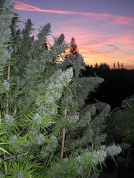 Walkabout Cannabisblüte – gewachsen aus Regulaere Hanfsamen von Mr Nice Seedbank