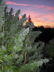 Walkabout Cannabisblüte – gewachsen aus Regulaere Hanfsamen von Mr Nice Seedbank