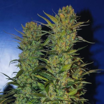 AK 48 Cannabisblüte – gewachsen aus Feminisierte Hanfsamen von Nirvana Seeds