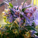 Aurora Indica Cannabisblüte – gewachsen aus Feminisierte Hanfsamen von Nirvana Seeds