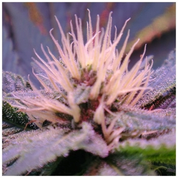 Auto Blue Mystic Cannabisblüte – gewachsen aus Automatic Hanfsamen von Nirvana Seeds