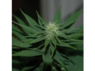 Auto Jock Horror Cannabisblüte – gewachsen aus Automatic Hanfsamen von Nirvana Seeds