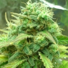 Black Jack Cannabisblüte – gewachsen aus Feminisierte Hanfsamen von Nirvana Seeds