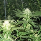 Blackberry Cannabisblüte – gewachsen aus Feminisierte Hanfsamen von Nirvana Seeds