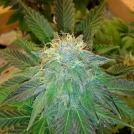 Bubblelicious Cannabisblüte – gewachsen aus Feminisierte Hanfsamen von Nirvana Seeds