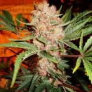 Bubblelicious Auto Cannabisblüte – gewachsen aus Automatic Hanfsamen von Nirvana Seeds
