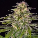 Chrystal Cannabisblüte – gewachsen aus Regulaere Hanfsamen von Nirvana Seeds