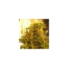 Haze #13 Cannabisblüte – gewachsen aus Feminisierte Hanfsamen von Nirvana Seeds