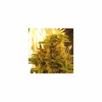 Haze #13 Cannabisblüte – gewachsen aus Feminisierte Hanfsamen von Nirvana Seeds