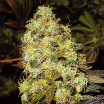 Ice Cannabisblüte – gewachsen aus Feminisierte Hanfsamen von Nirvana Seeds