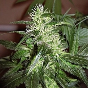 Ice Regular Cannabisblüte – gewachsen aus Regulaere Hanfsamen von Nirvana Seeds