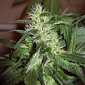 Ice Regular Cannabisblüte – gewachsen aus Regulaere Hanfsamen von Nirvana Seeds