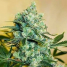 Medusa Cannabisblüte – gewachsen aus Feminisierte Hanfsamen von Nirvana Seeds