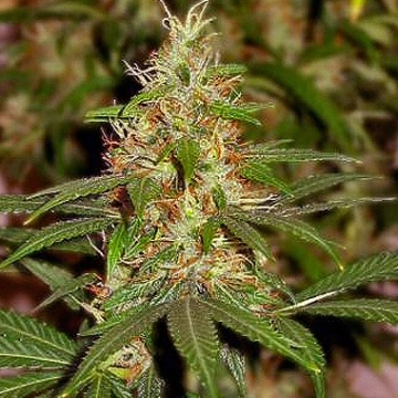 Nirvana Master Kush Cannabisblüte – gewachsen aus Feminisierte Hanfsamen von Nirvana Seeds