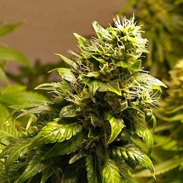 Nirvana AK 48 Cannabisblüte – gewachsen aus Regulaere Hanfsamen von Nirvana Seeds