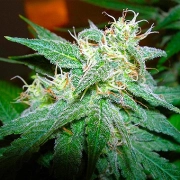 Nirvana Aurora Indica – Nirvana Seeds – Regulär – Produktansicht 2