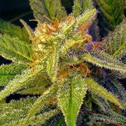 Nirvana Blue Mystic – Nirvana Seeds – Regulär – Produktansicht 2