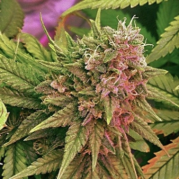 Nirvana Bubblelicious Cannabisblüte – gewachsen aus Regulaere Hanfsamen von Nirvana Seeds